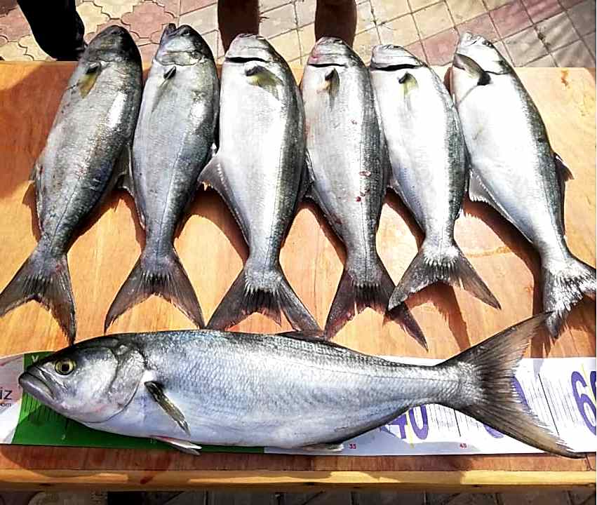 61007995_432594164224368_3638662431649038336_n (1) 61007995_432594164224368_3638662431649038336_n (1)