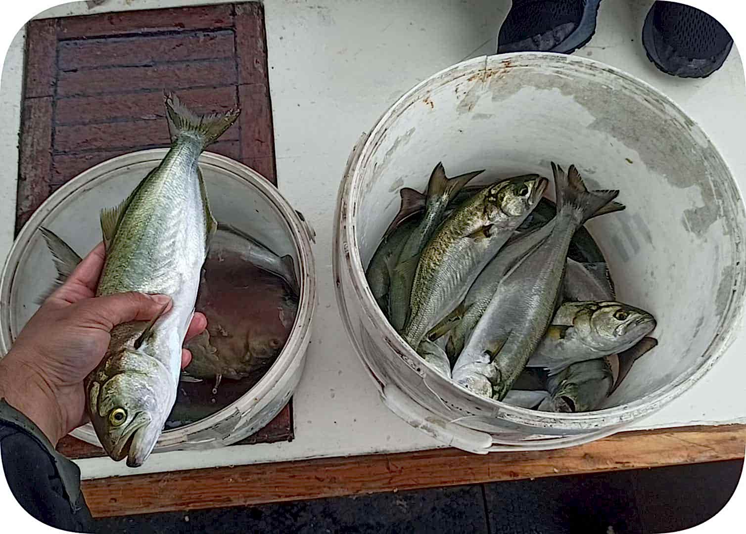 rounded-in-photoretrica (11)